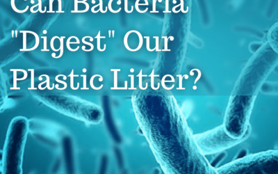 Can bacteria digest our plastic litter ?